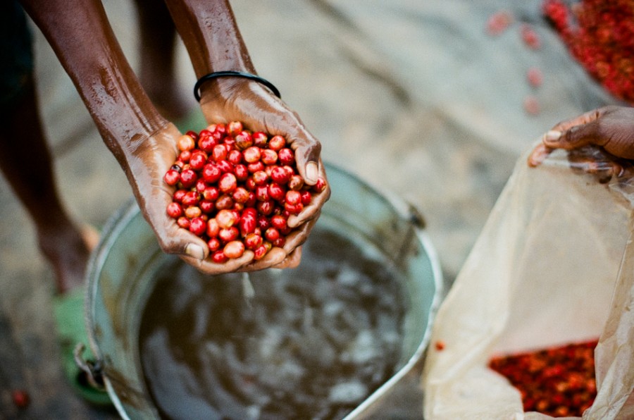 coffee cherries, coffee seed, coffee tree, long miles coffee project, coffee harvest, burundi coffee