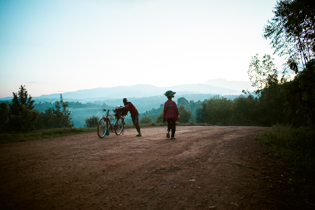 burundi coffee, coffee harvest