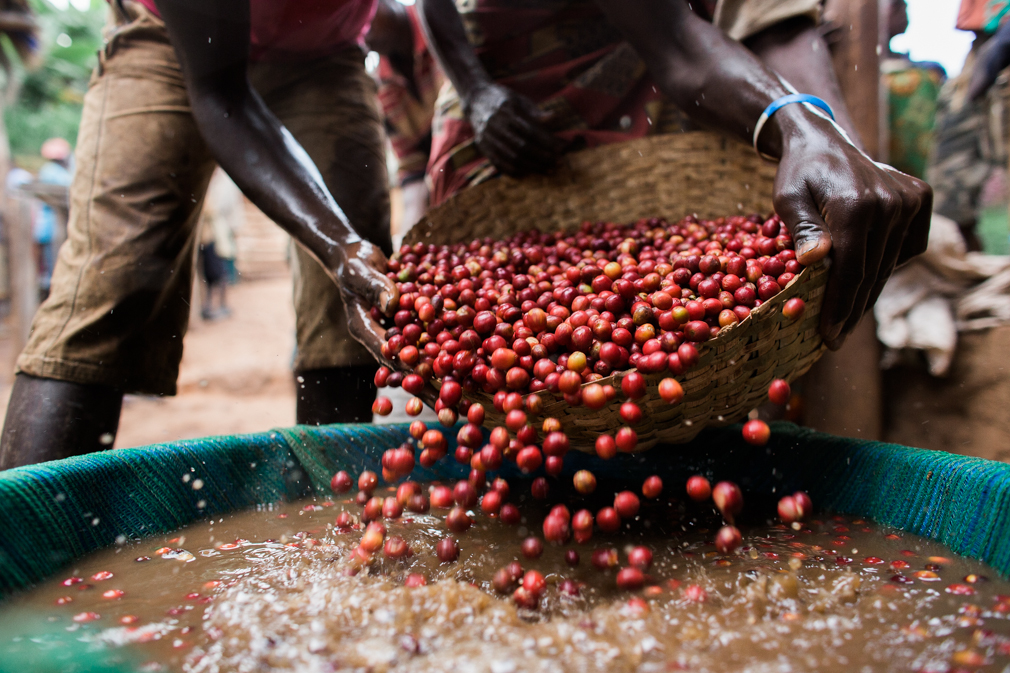 burundi coffee