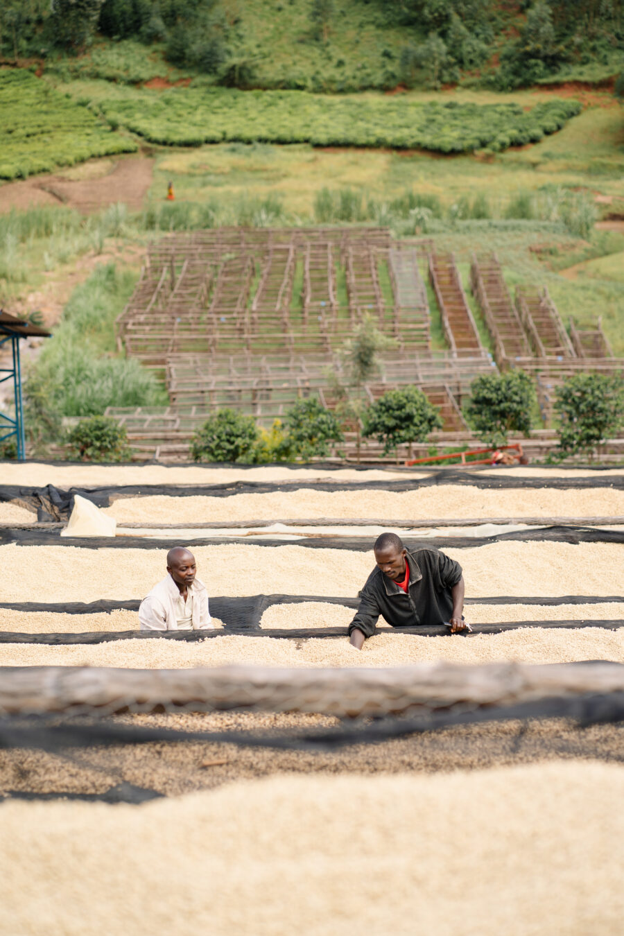 Processing Long Miles Coffee at Bukeye washing station