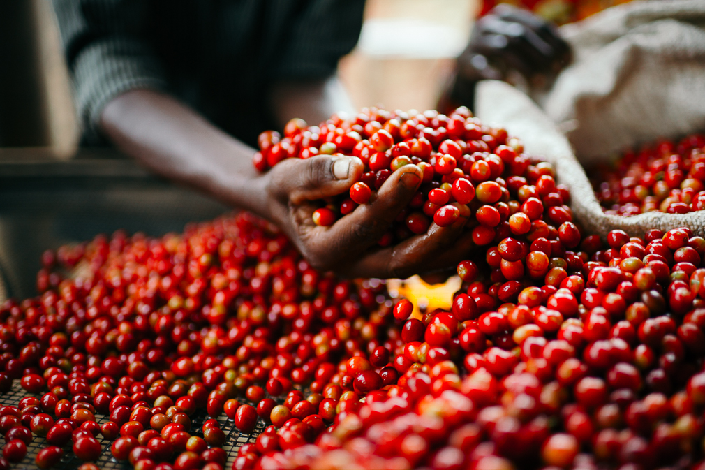 Burundi coffee, Long Miles Coffee, specialty coffee, East Africa