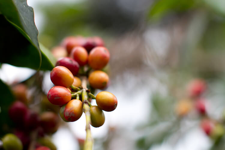 Burundian coffee cherries ripening on the tree