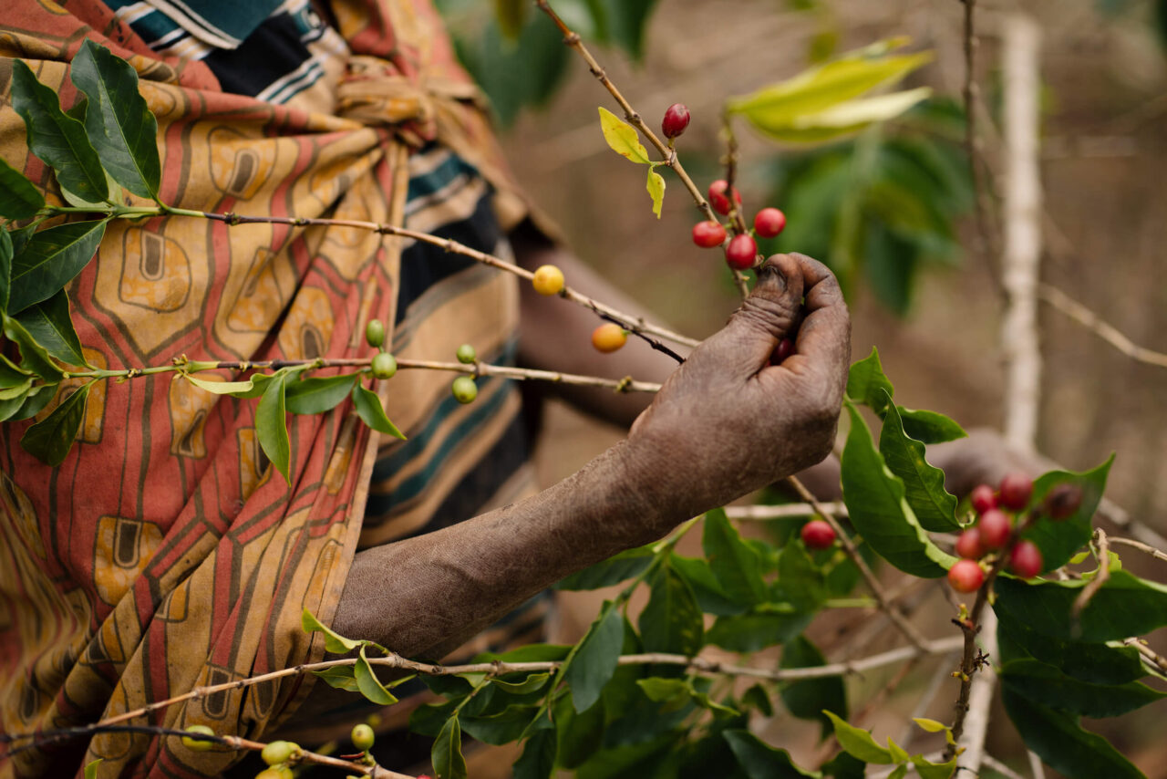 Burundian Coffee farmer picking coffee cherries