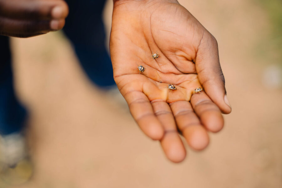 Antestia bugs caught by Long Miles coffee scout