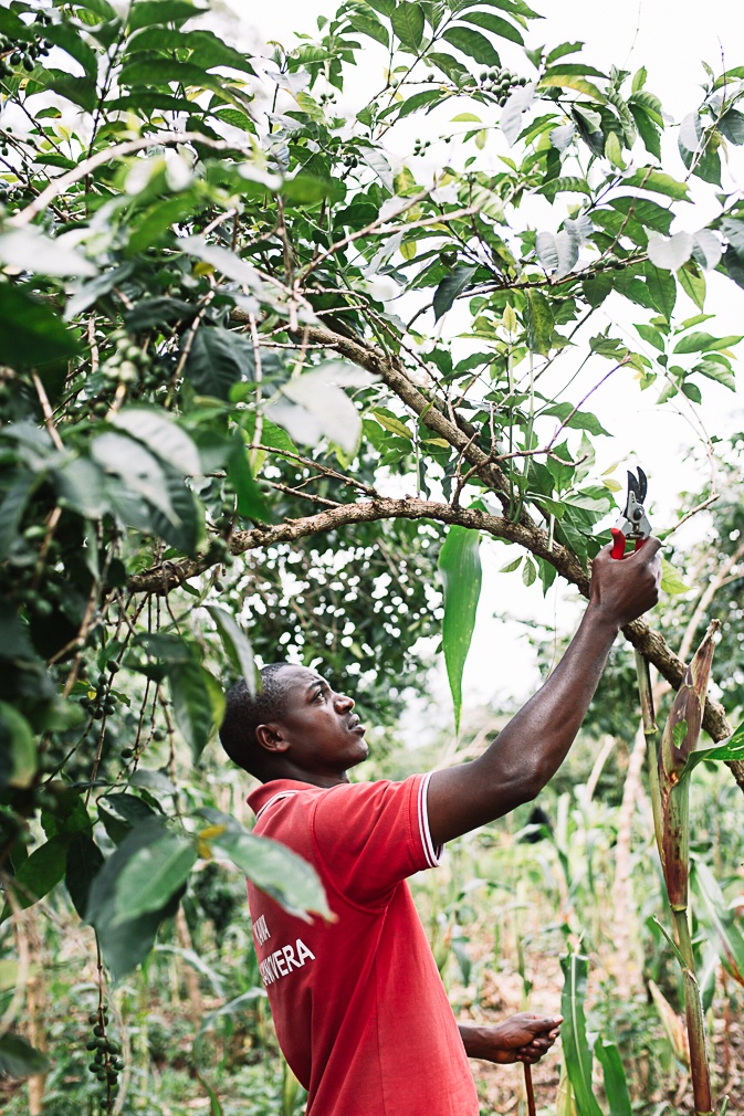 Burundian man pruning coffee trees