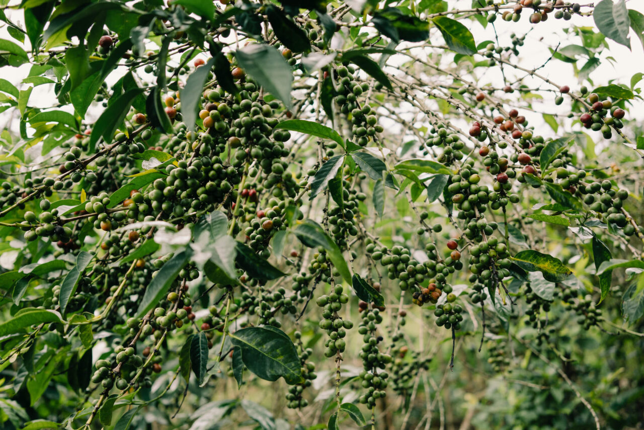 Green coffee cherries on a coffee tree