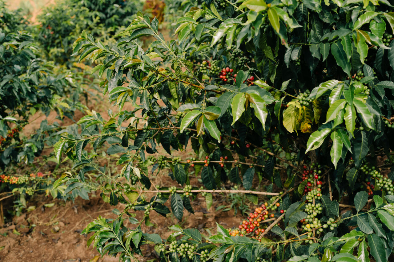 Coffee tree on Burundi coffee farm