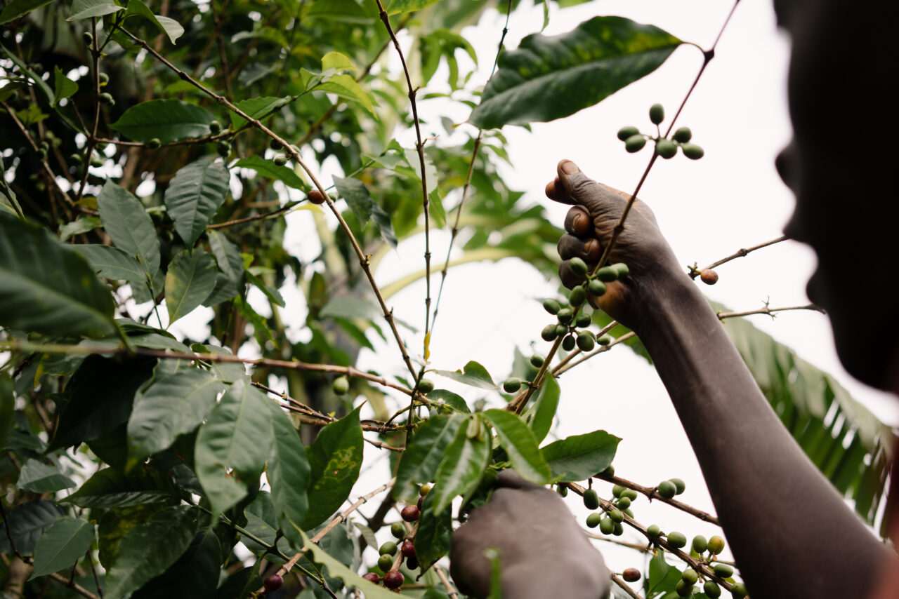 Burundian coffee farmer picking coffee cherries