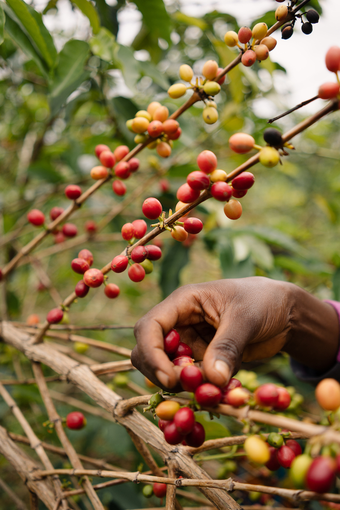 Burundian coffee farmer selectively hand-picking ripe coffee cherries.