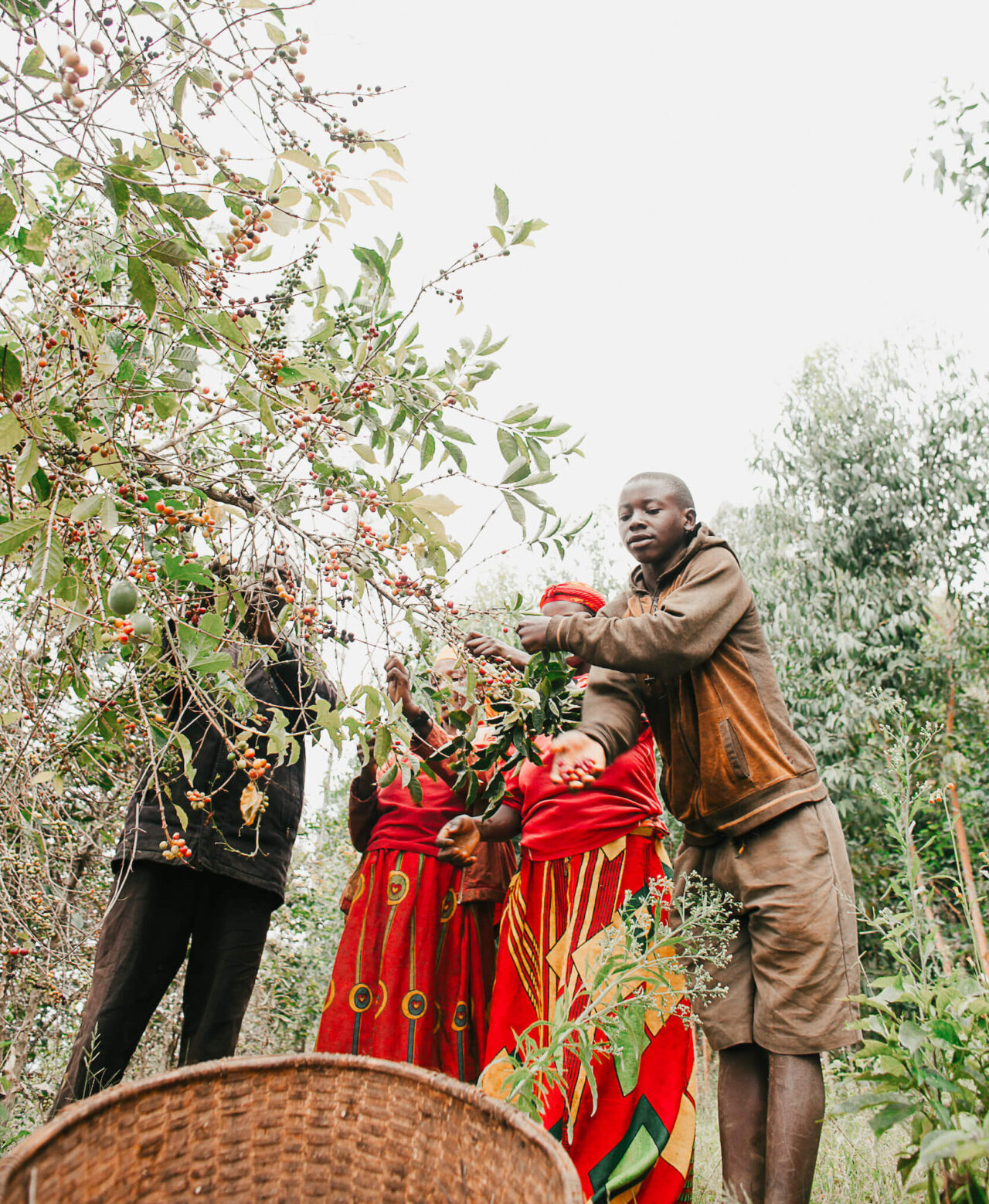 Family of Burundian coffee farmers picking coffee cherries