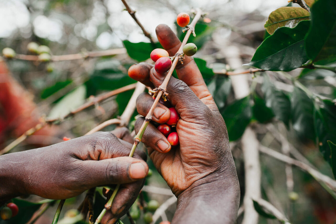 Close-up of a person's hands picking ripe coffee cherries