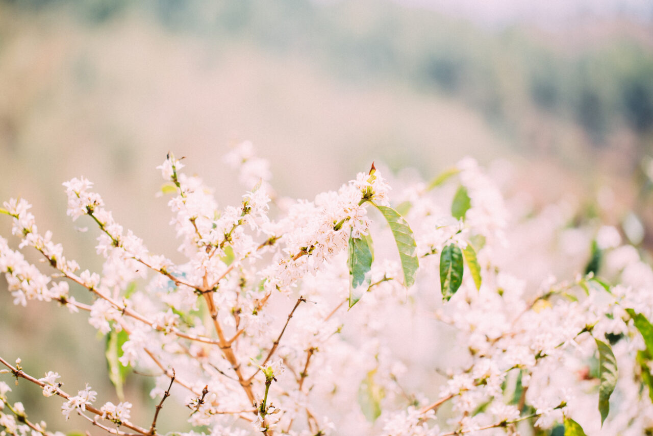 Flowering coffee trees in Burundi