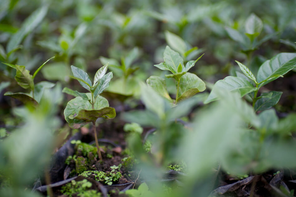 Seedlings in coffee nursery