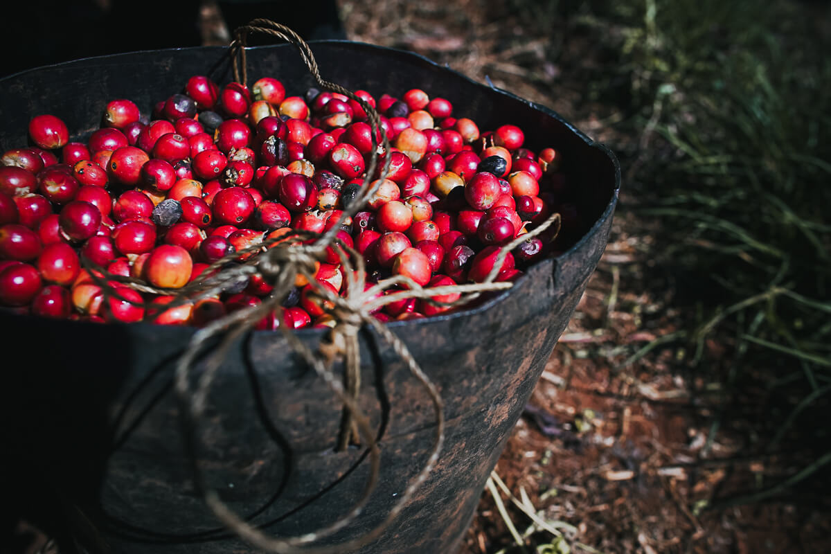 Close up of a black bucket filled with red coffee cherries