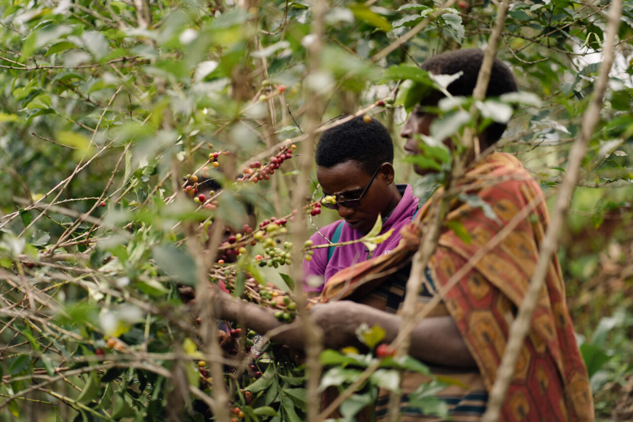 Burundian women picking coffee cherries on coffee farm