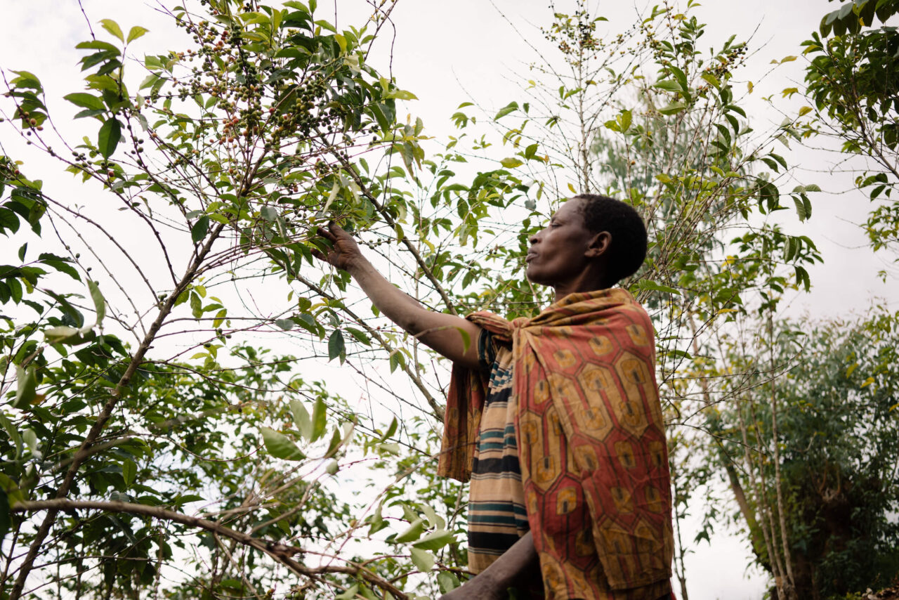 Woman coffee farmer picking coffee cherries on coffee farm