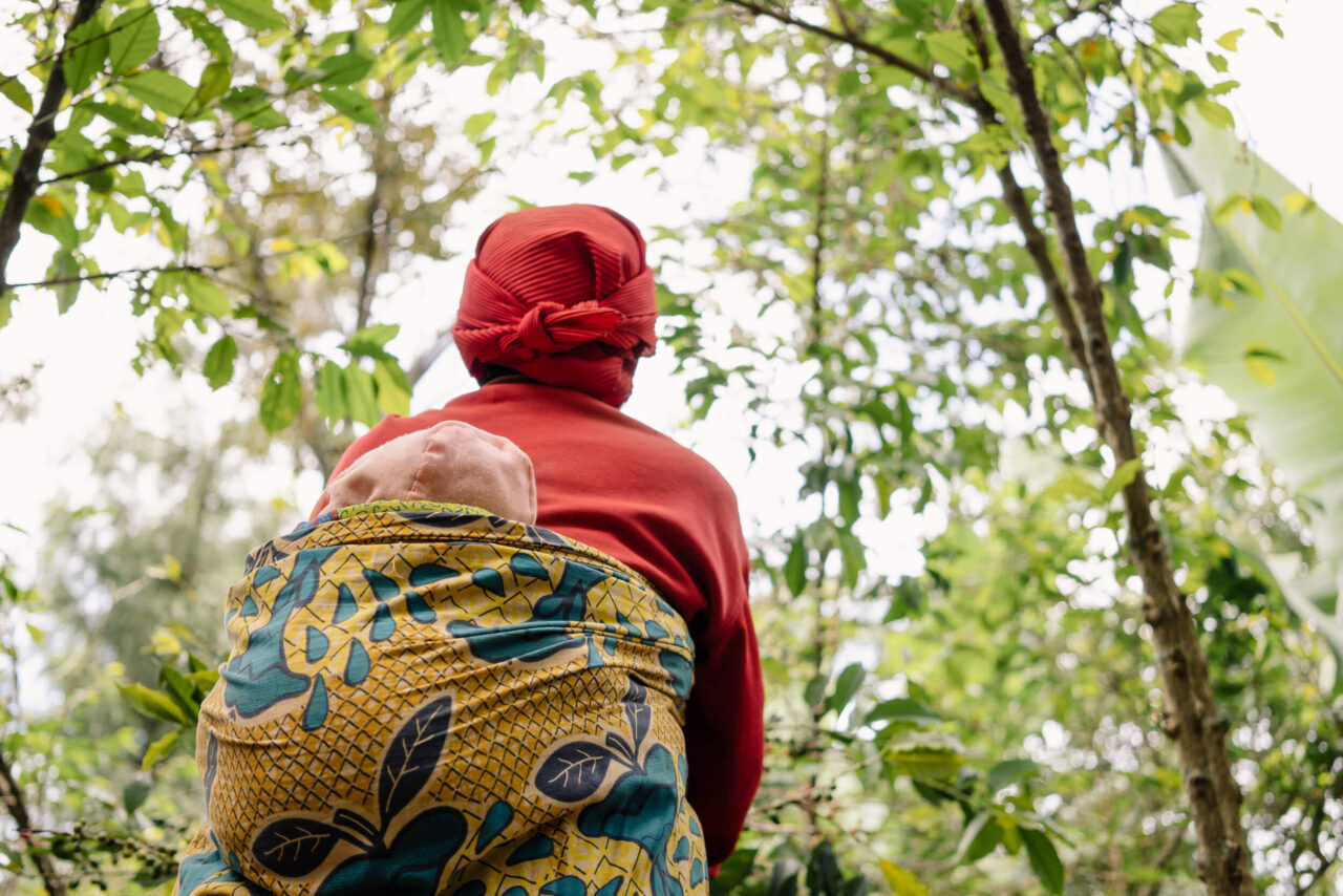 Woman coffee farmer with baby on back picking coffee cherries on coffee farm