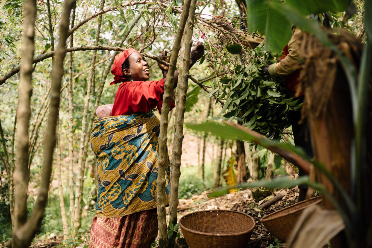 Woman coffee farmer with baby on back picking coffee cherries on coffee farm