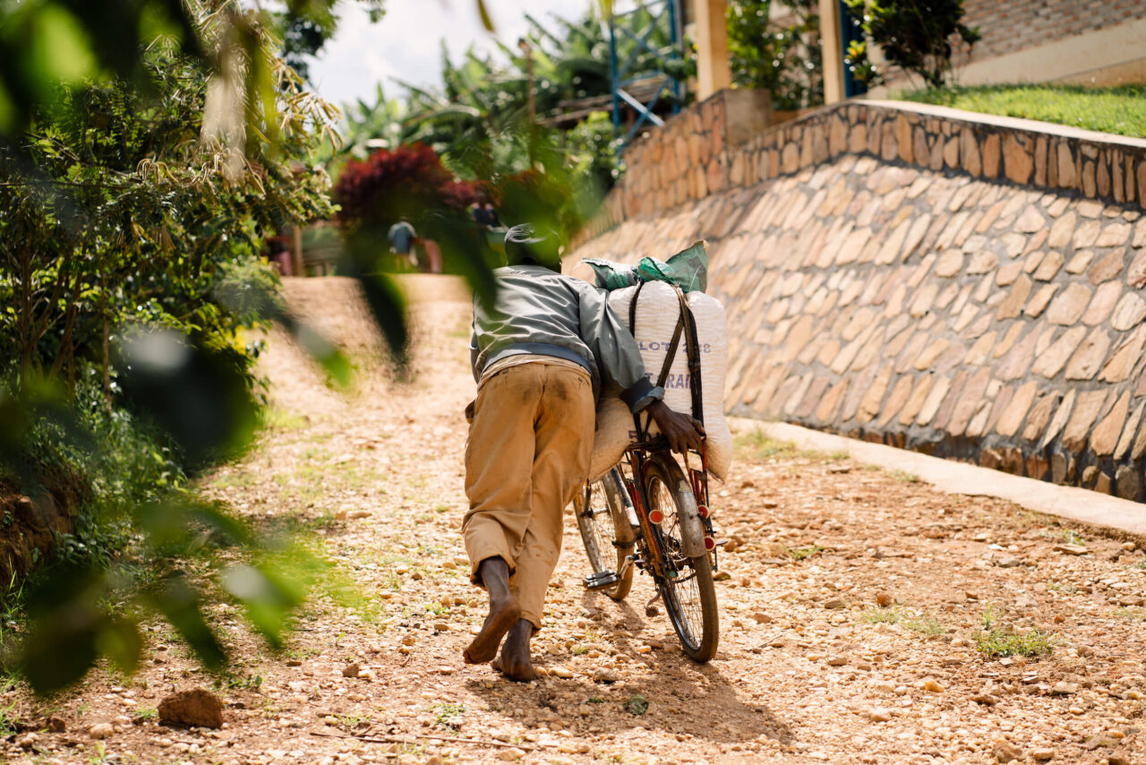 Burundian coffee farmer bicycling coffee cherries to a coffee washing station