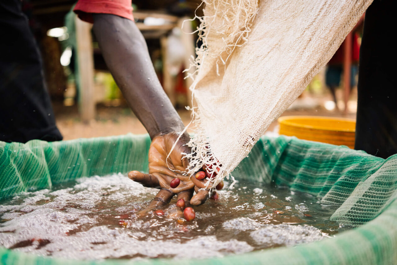 Burundian coffee cherries floated in a bucket of water