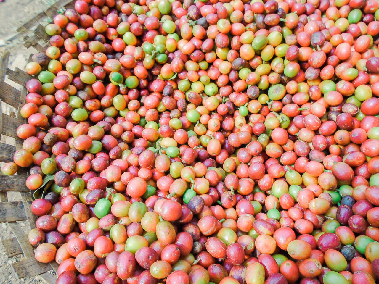 An assortment of unripe and ripe coffee cherries on a sorting table