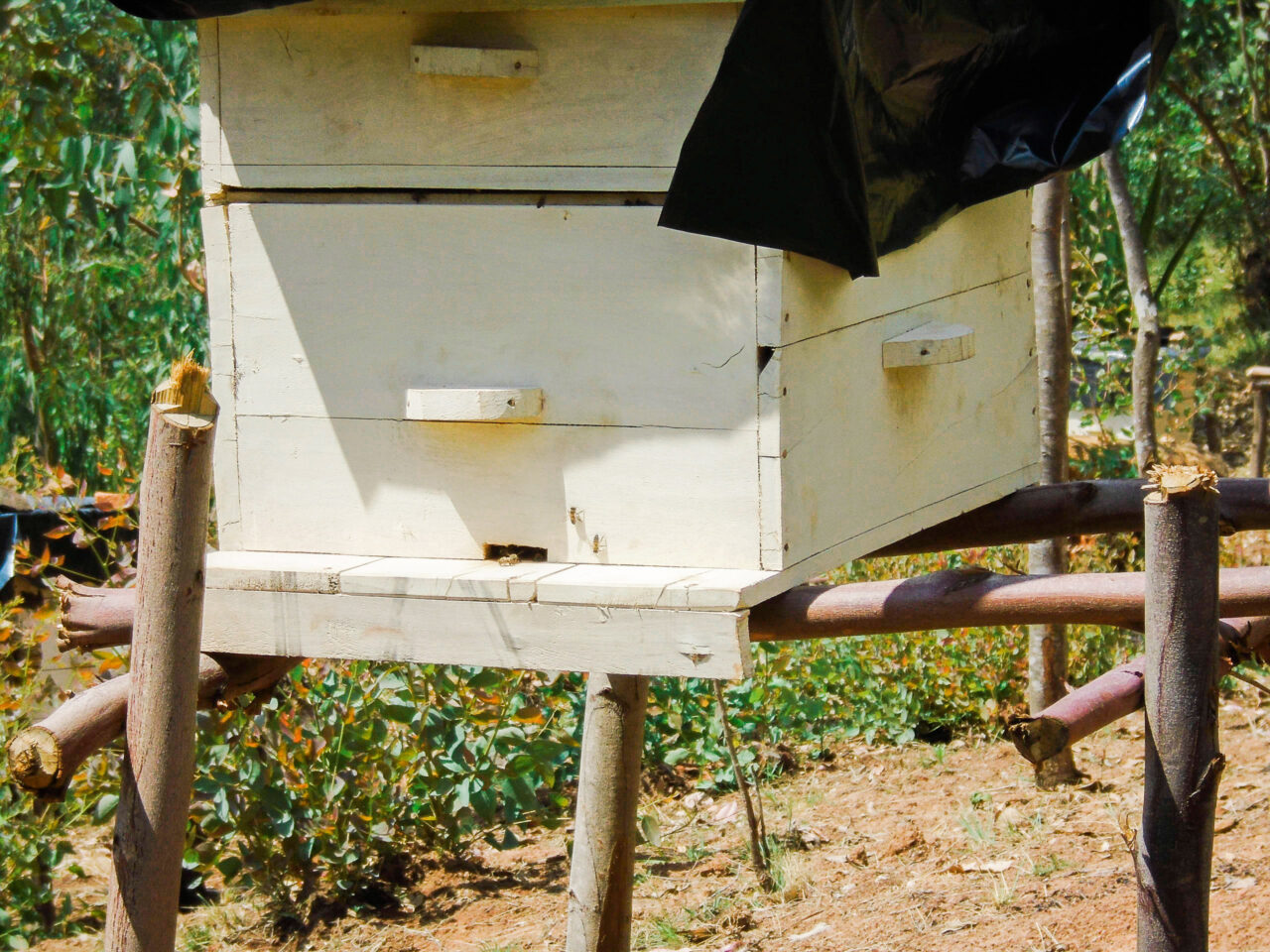 A wooden beehive in Burundi