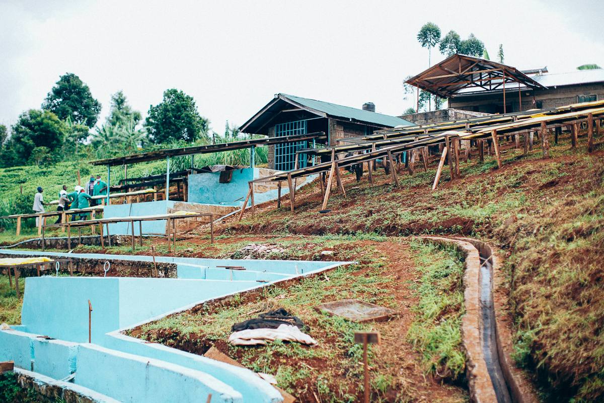 Long Miles Thunguri Coffee Factory in Kirinyaga County, Kenya