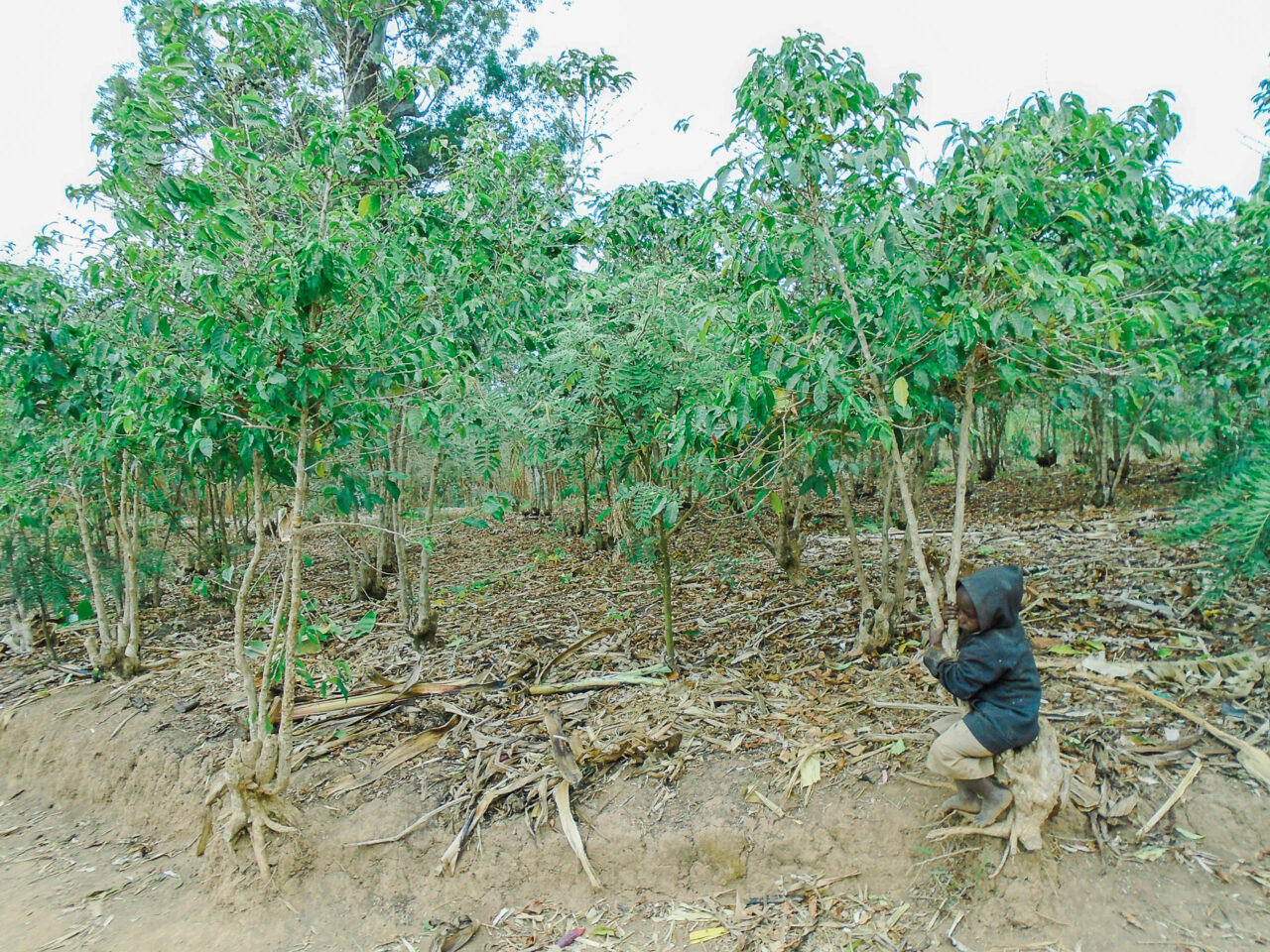 A young child playing in a coffee tree in Burundi