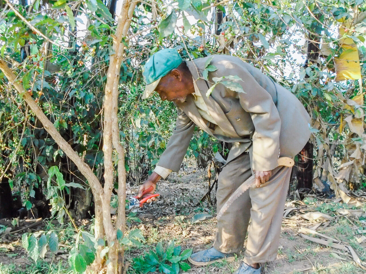 A Burundian coffee farmer pruning his coffee trees in a formal suit