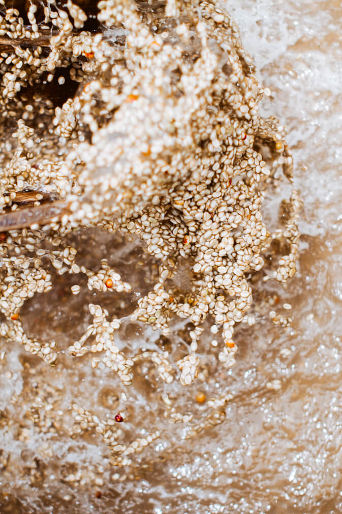 Dynamic image of coffee parchment getting washed in water