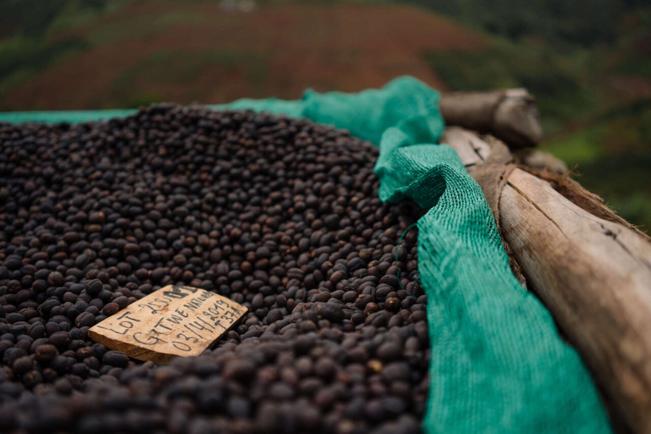 Close-up shot of natural processed coffee parchment