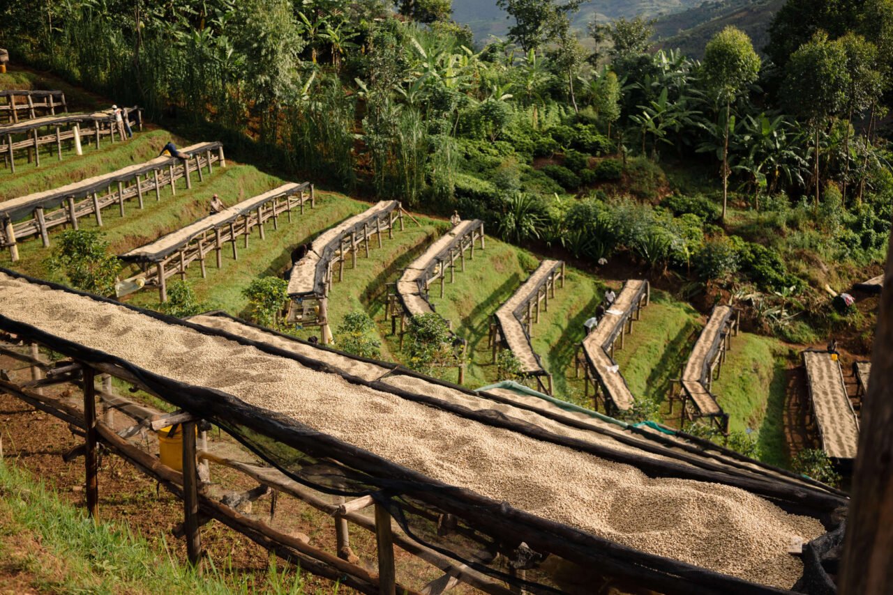 Fully Washed processed coffees on drying tables at the Long Miles Coffee Washing Station