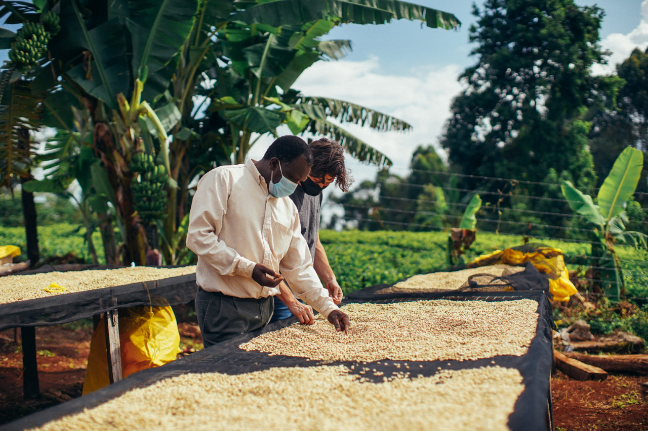 Haron Wachira and Ben Carlson of Long Miles Coffee hand-picking parchment coffee on drying tables at Thunguri Washing Station in Kenya