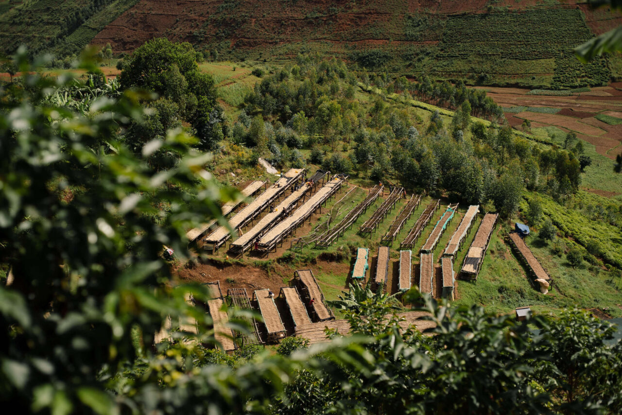 Raised drying beds at Long Miles' Heza Washing Station in Burundi, East Africa