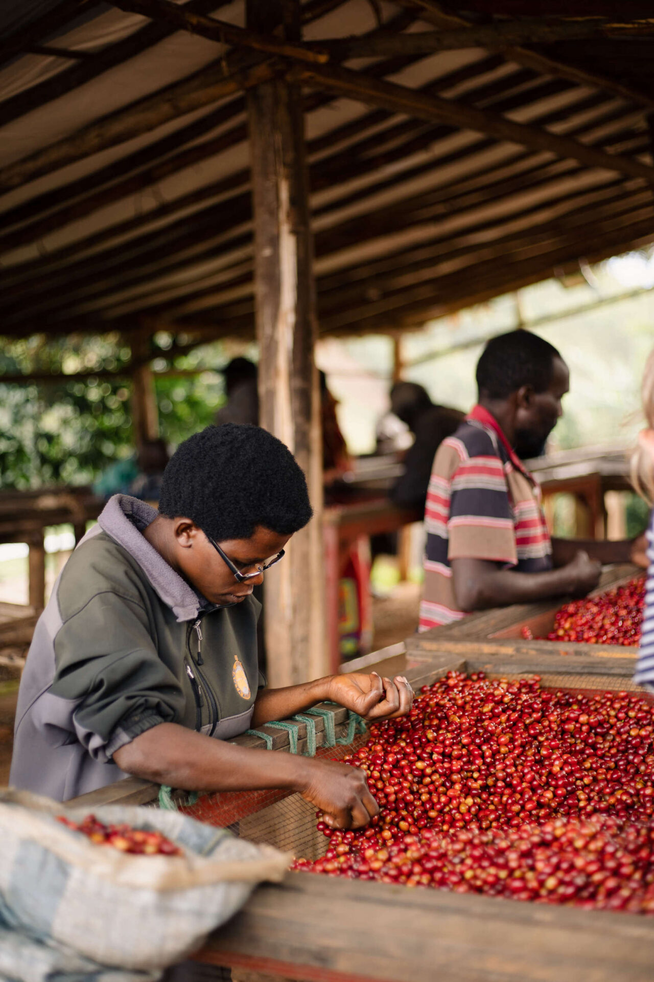 Coffee farmers in Burundi hand-sorting their coffee cherries at Long Miles Washing Station