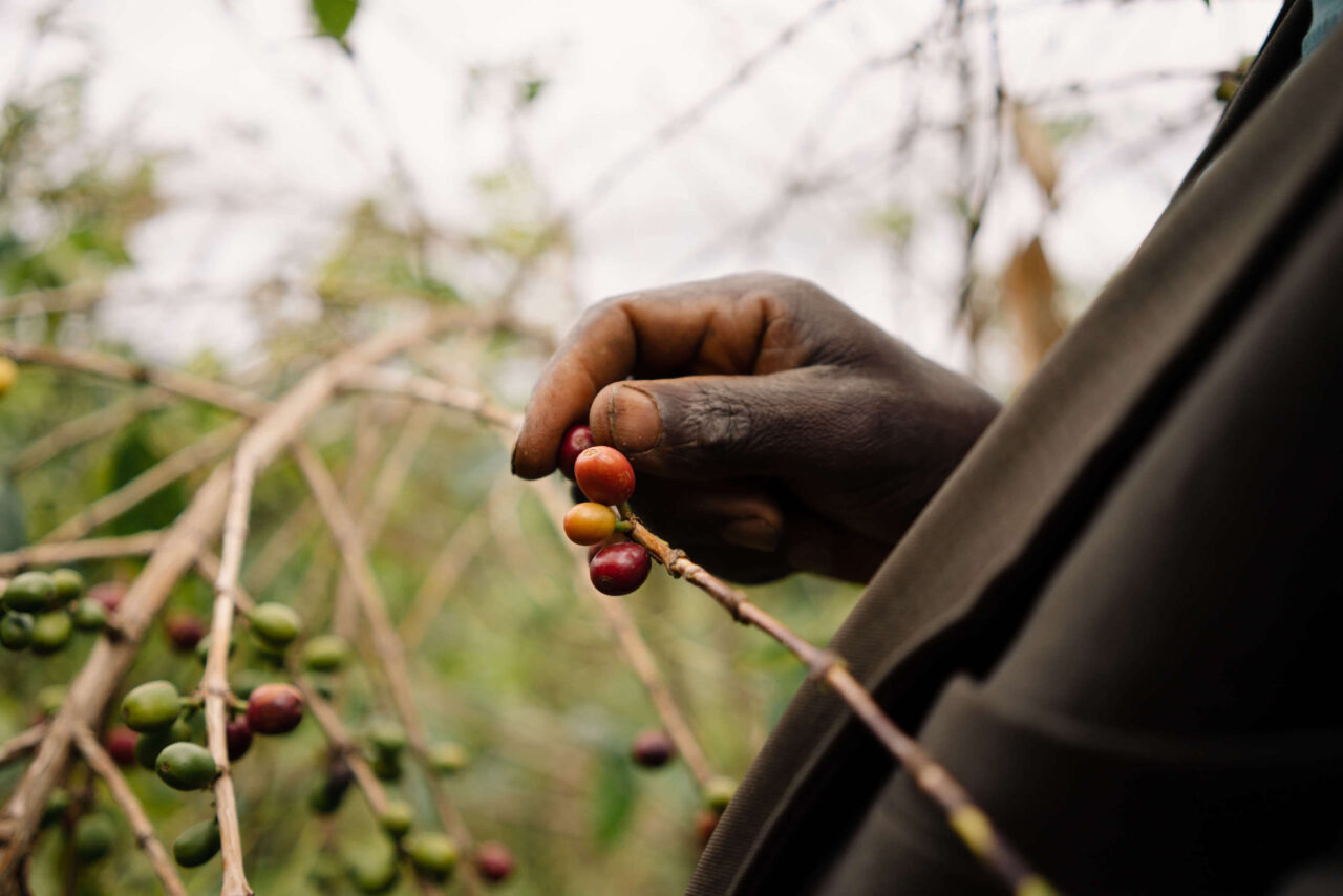 Burundian coffee farmer picking coffee cherries during coffee harvest