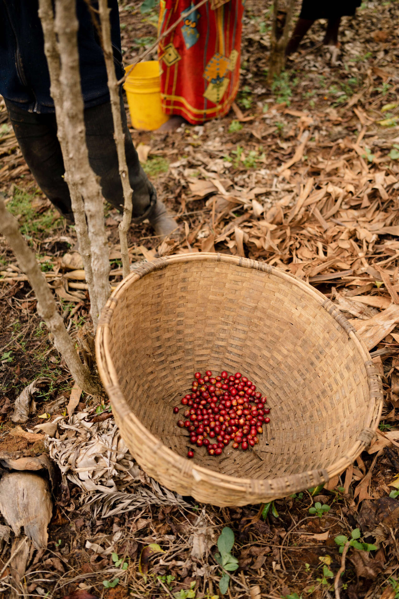 Basket of harvested coffee cherries during coffee harvest in Burundi