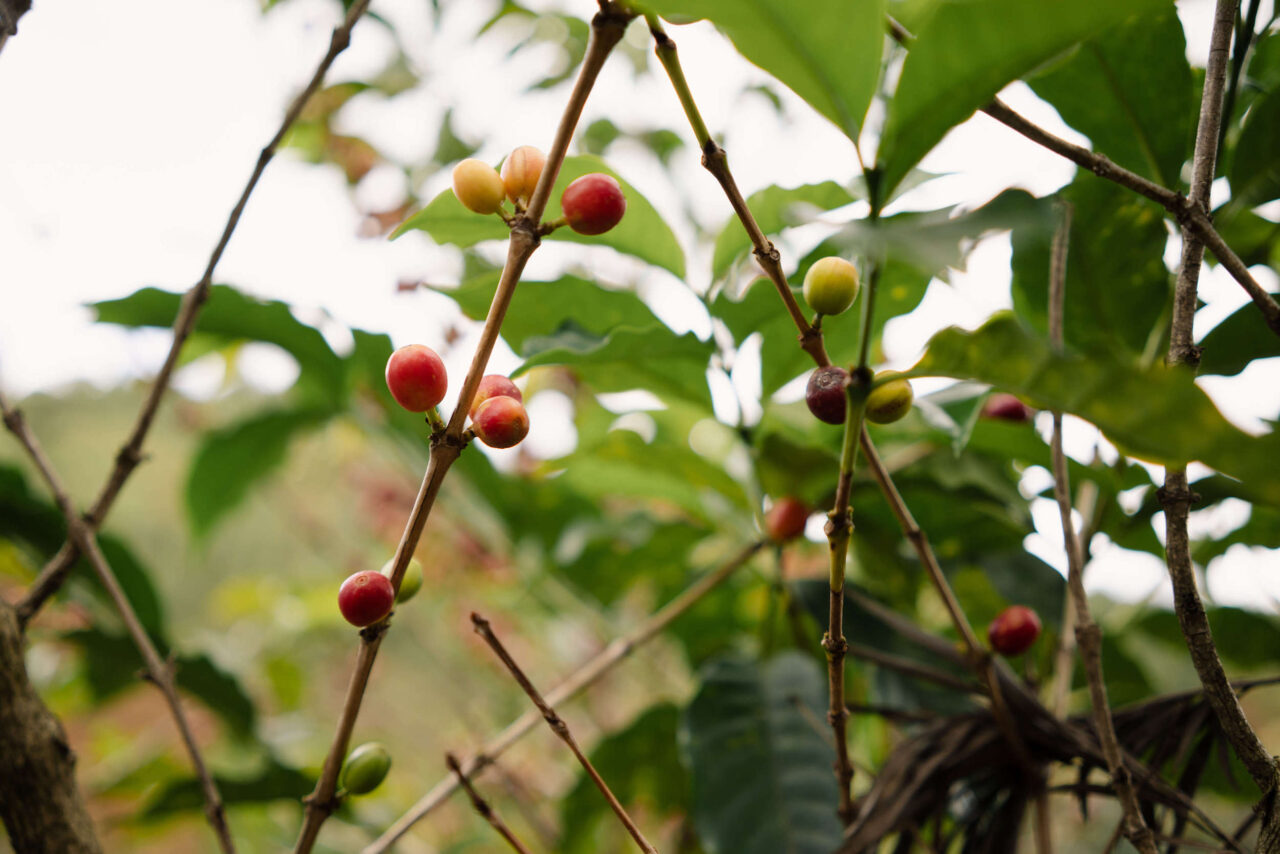 Coffee trees during coffee harvest in Burundi