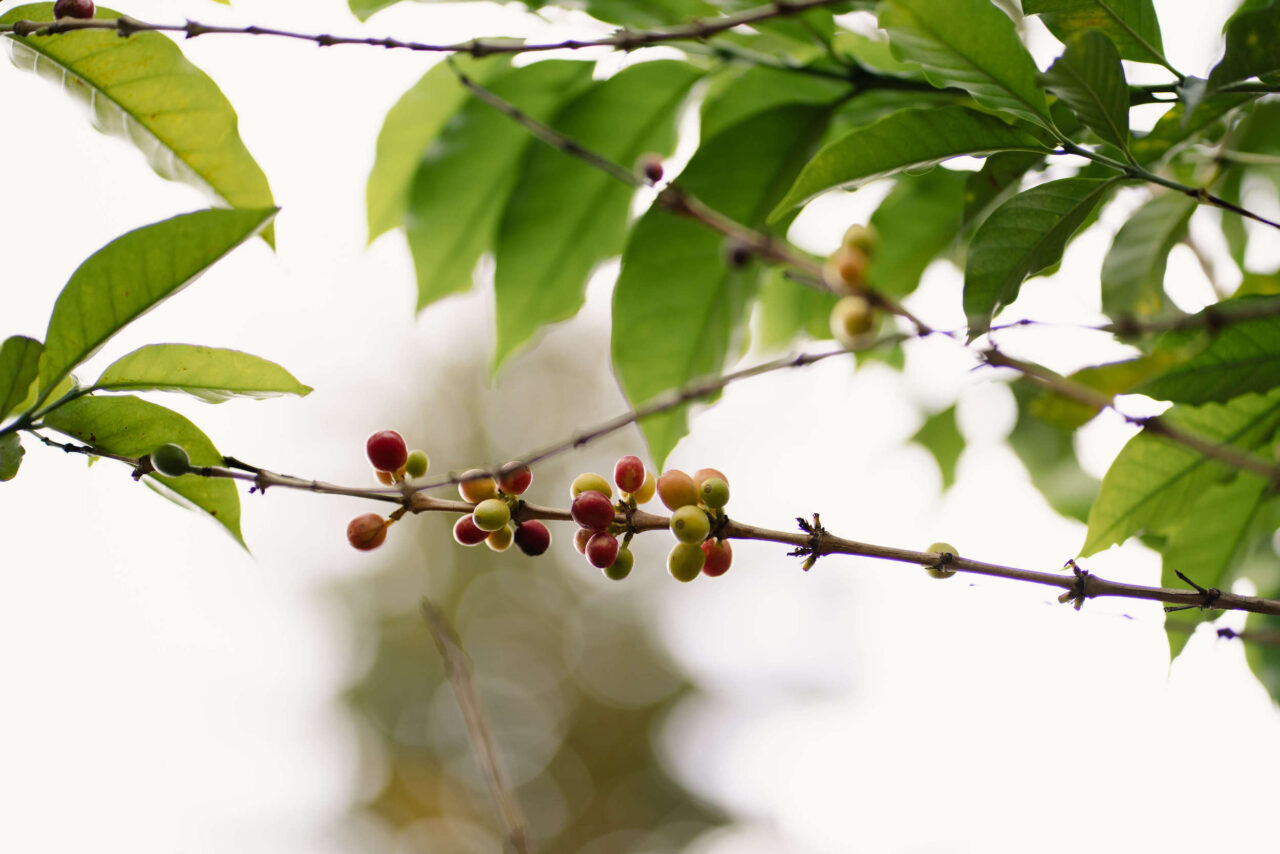 Coffee trees during coffee harvest in Burundi