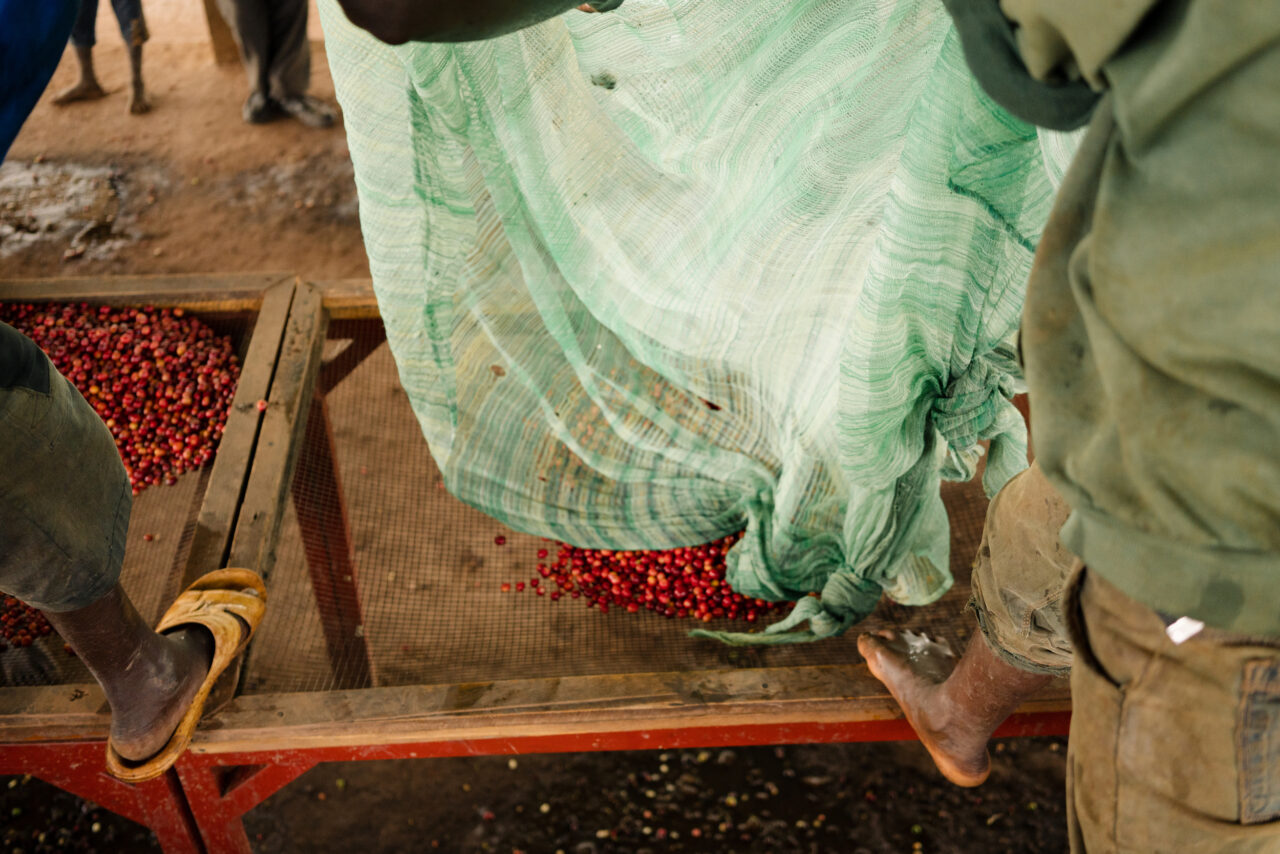 Burundian coffee farmers carrying floated coffee cherries to the sorting tables