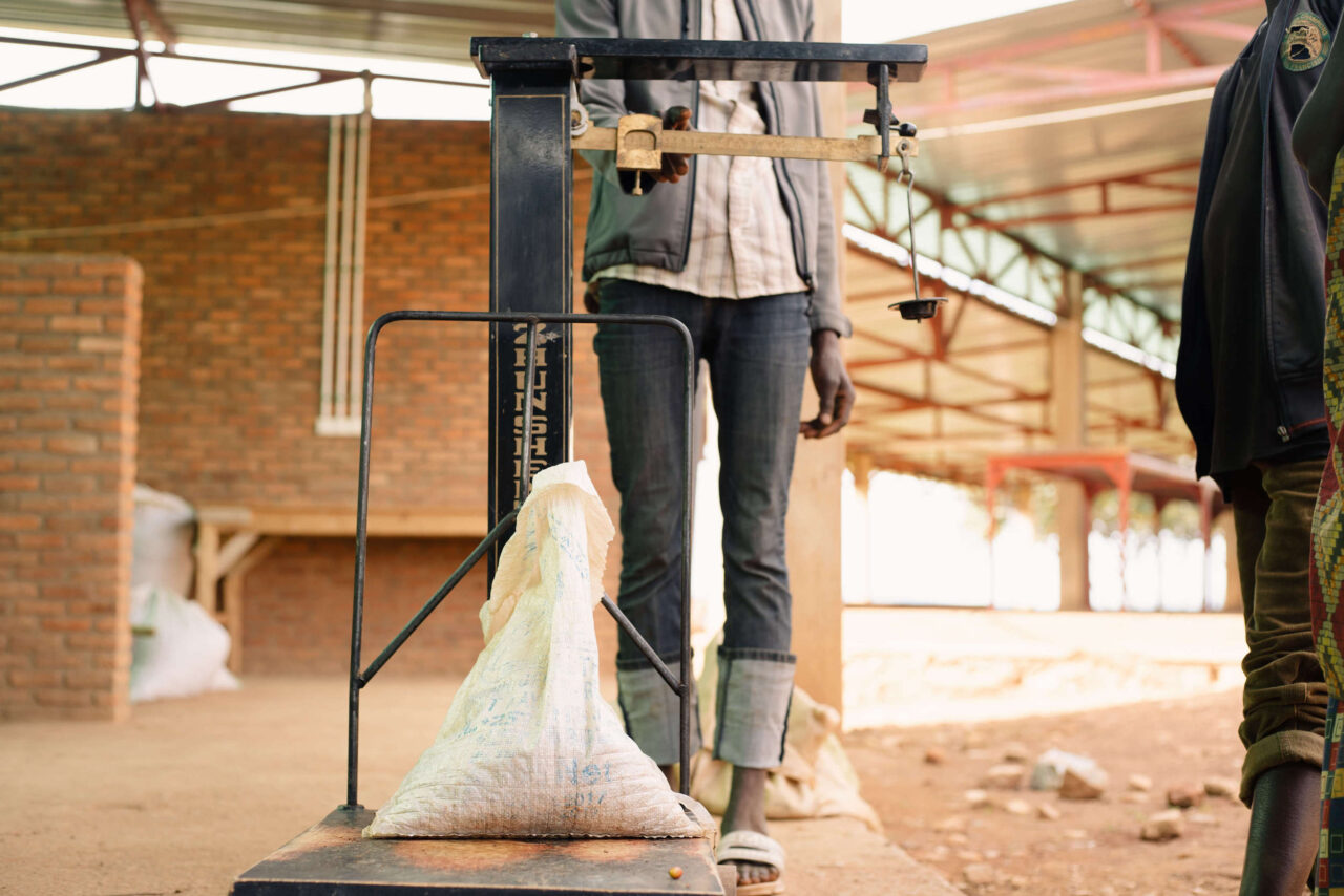 Person weighing a bag of coffee cherries on a scale during coffee harvest in Burundi