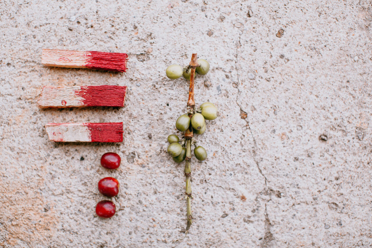 Painting wooden sticks the shame shade of red as ripened coffee cherries to improve coffee quality